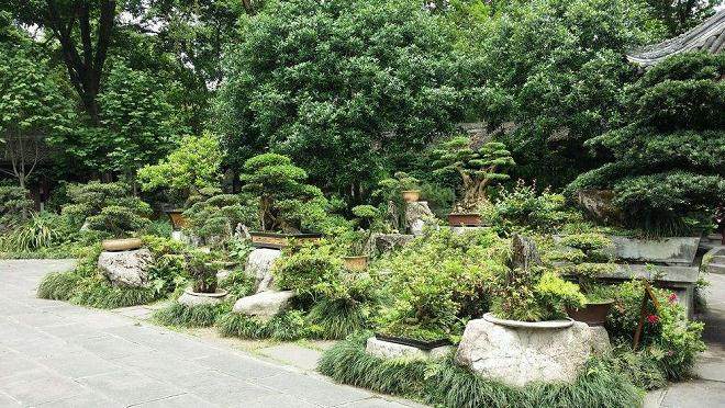 每当我驱车到盆景园侍弄树木时 便想起了父亲