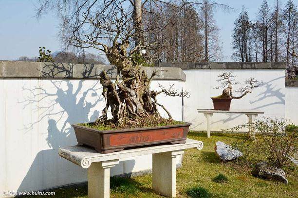 怎样对盆景树桩进行集中假植?