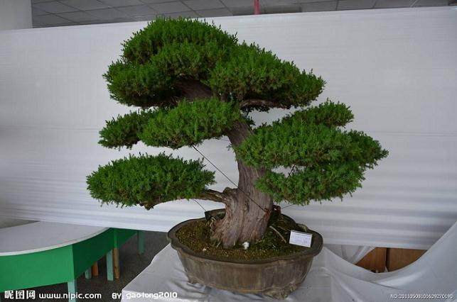 刺柏盆景的翻盆换土与顶部处理