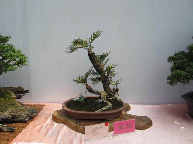 湖南泸溪县举办盆景文化艺术展