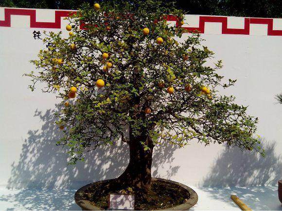 广东佛山举办民间工艺及盆景作品展