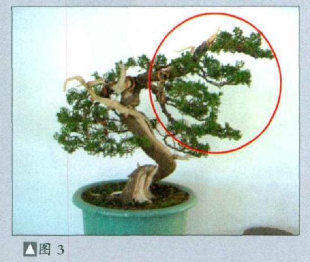 史佩元演示台湾真柏盆景的制作过程