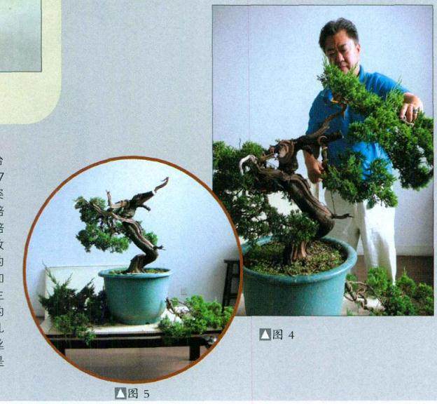 史佩元演示台湾真柏盆景的制作过程