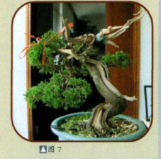 史佩元演示台湾真柏盆景的制作过程