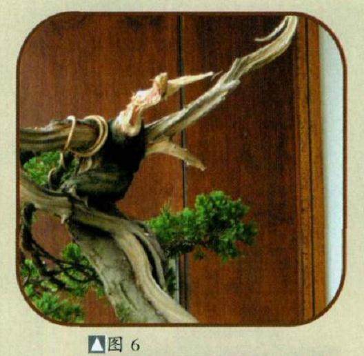 图解 台湾真柏盆景怎么制作的10个步骤