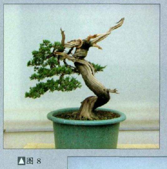 史佩元演示台湾真柏盆景的制作过程