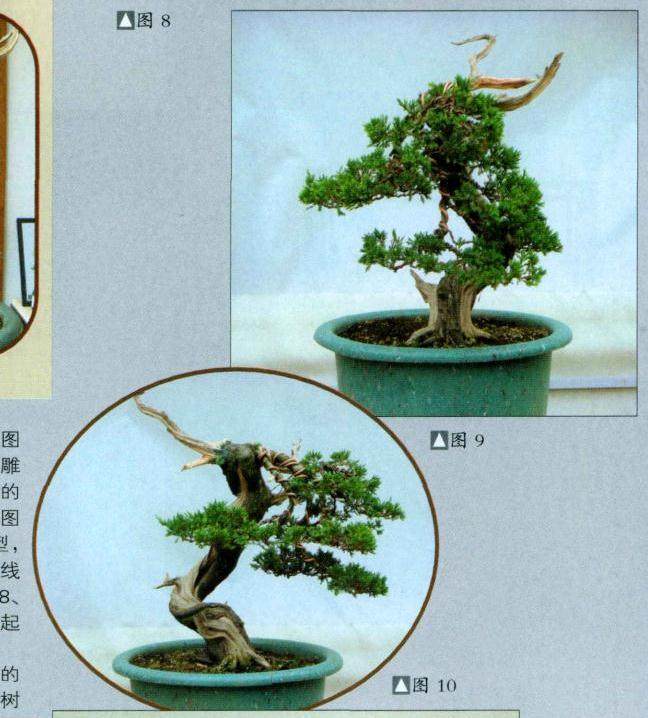 史佩元演示台湾真柏盆景的制作过程