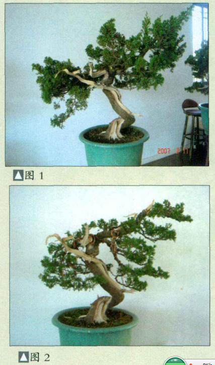 史佩元演示台湾真柏盆景的制作过程