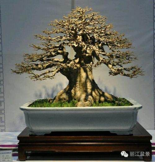 徒长枝在盆景应用中的4大误区