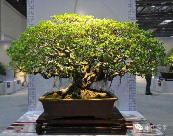 徒长枝在盆景应用中的4大误区