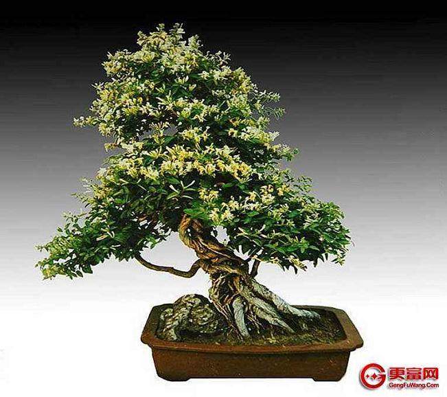 盆景徒长枝高压繁殖