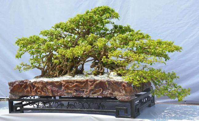 纯粹的盆景与以盆景为素材有什么本质上的区别?