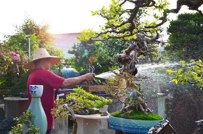 盆景、绘画,皆为艺术形式——是时候更新你的艺术思维了