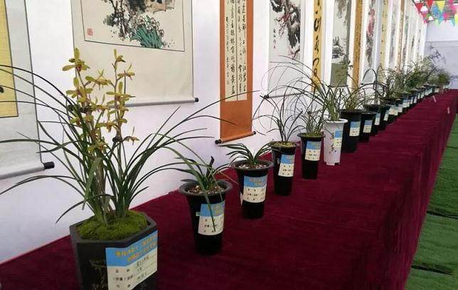 第十二届盆景艺术展暨精品兰花艺术展在垫江开展