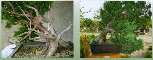 山采真柏盆景的制作过程