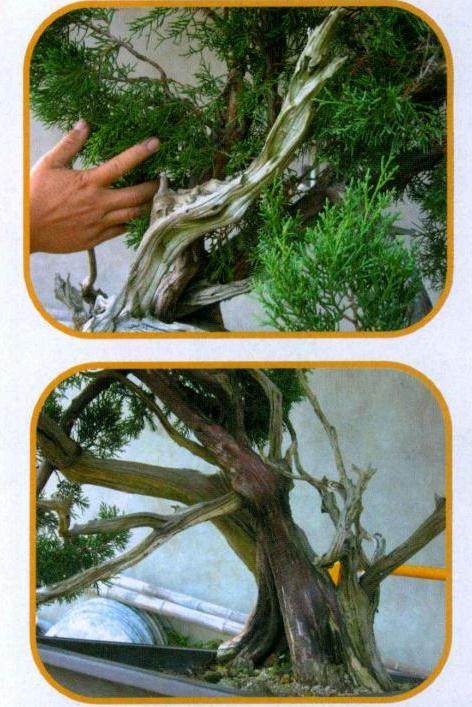 图解 山采真柏盆景怎么制作的22个过程