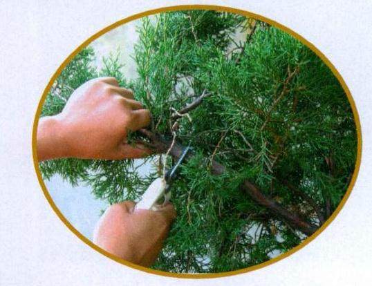 图解 山采真柏盆景怎么制作的22个过程