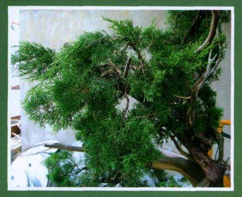 图解 山采真柏盆景怎么制作的22个过程