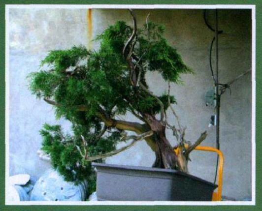 图解 山采真柏盆景怎么制作的22个过程