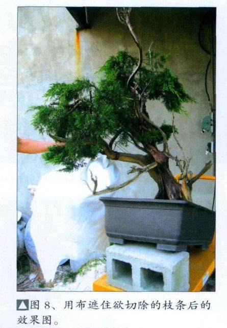 图解 山采真柏盆景怎么制作的22个过程