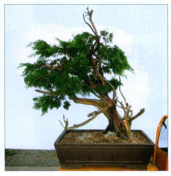 图解 山采真柏盆景怎么制作的22个过程