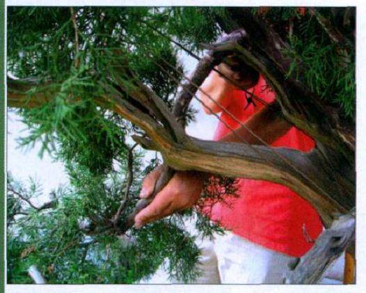 图解 山采真柏盆景怎么制作的22个过程