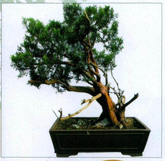 图解 山采真柏盆景怎么制作的22个过程