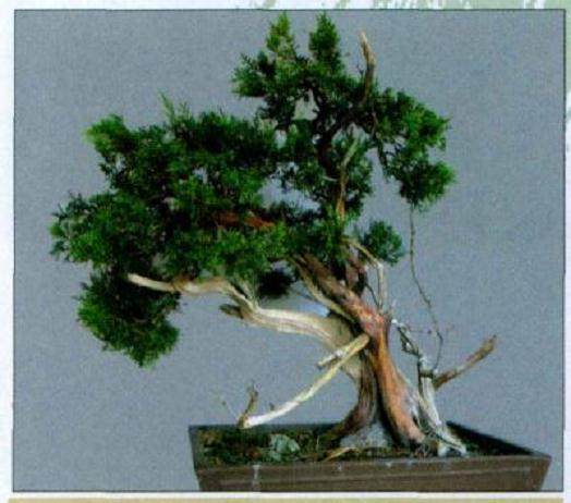 图解 山采真柏盆景怎么制作的22个过程