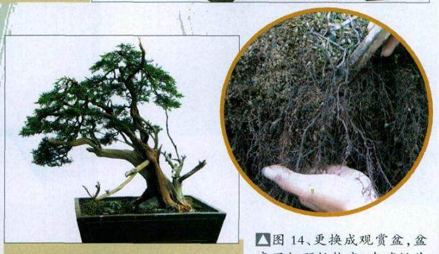 图解 山采真柏盆景怎么制作的22个过程