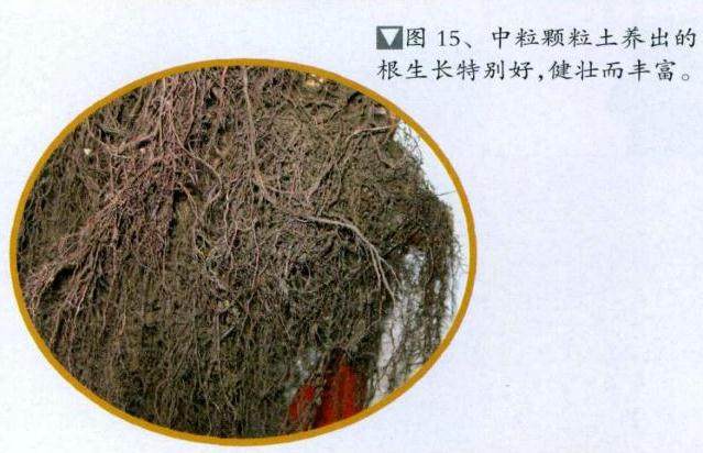 图解 山采真柏盆景怎么制作的22个过程