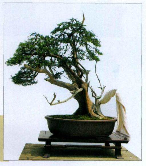 图解 山采真柏盆景怎么制作的22个过程