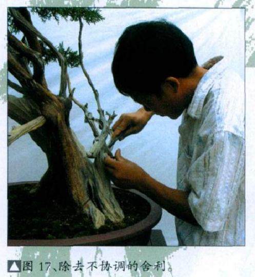 图解 山采真柏盆景怎么制作的22个过程