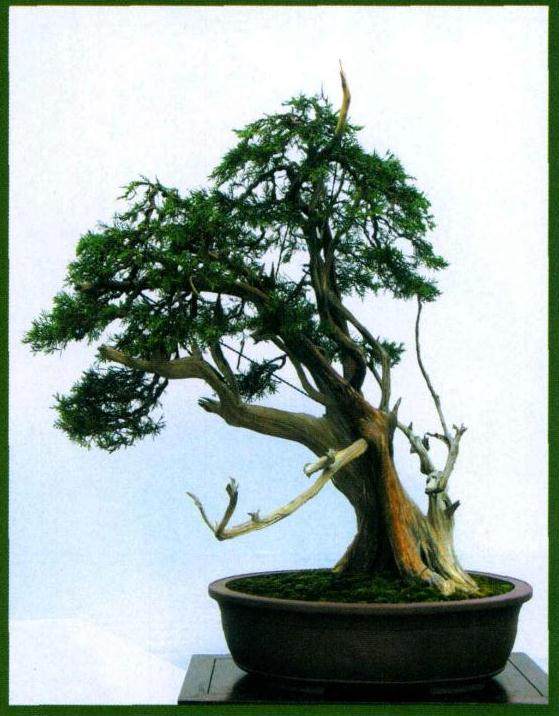 图解 山采真柏盆景怎么制作的22个过程