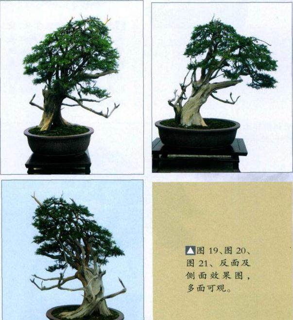 图解 山采真柏盆景怎么制作的22个过程