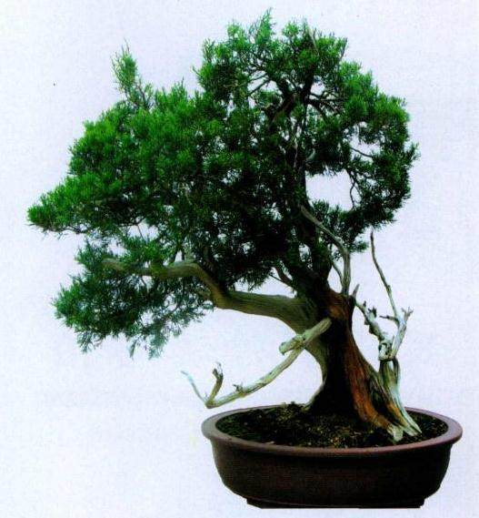 图解 山采真柏盆景怎么制作的22个过程