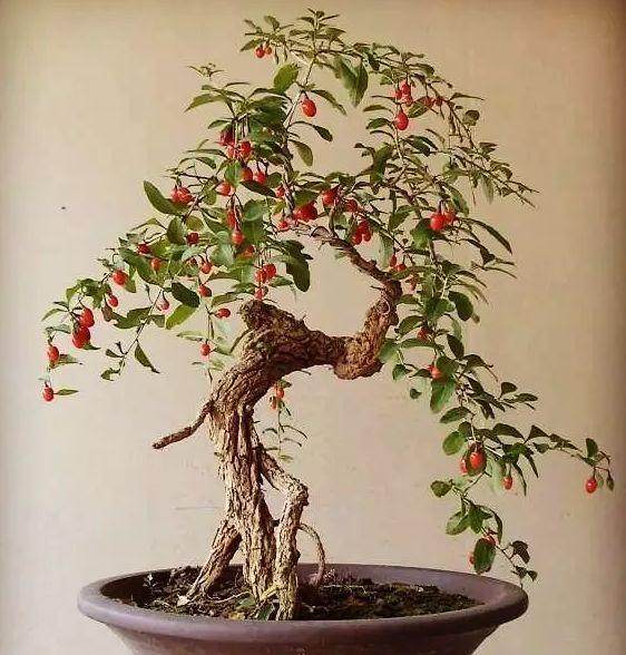 不同氮、磷、钾营养水平对枸杞盆景根系活力的影响