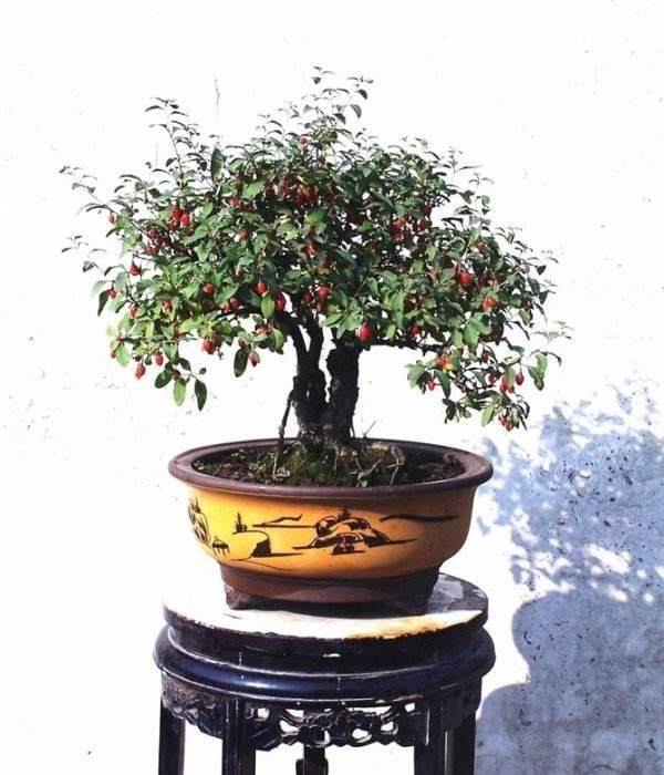 不同氮、磷、钾营养水平对枸杞盆景根系活力的影响