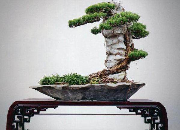 很高兴通过《花木盆景》这个平台认识大家