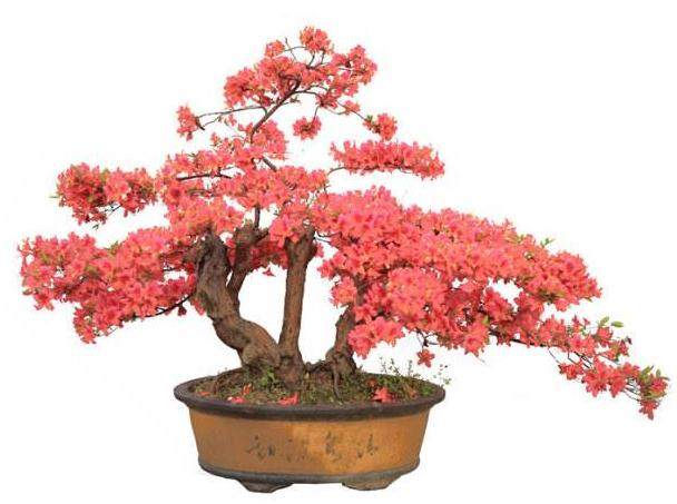 映山红盆景的采挖和栽培