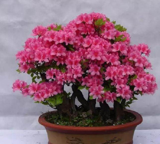 新型古桩盆景树柸培育技术