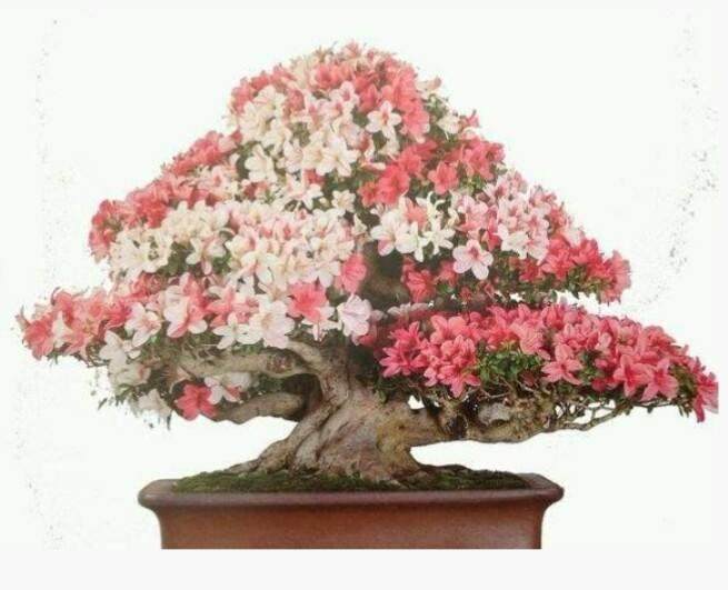 新型古桩盆景树柸培育技术的优点