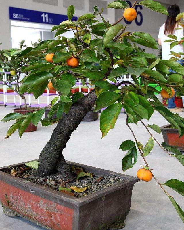 果树盆景常见虫害及防治技术