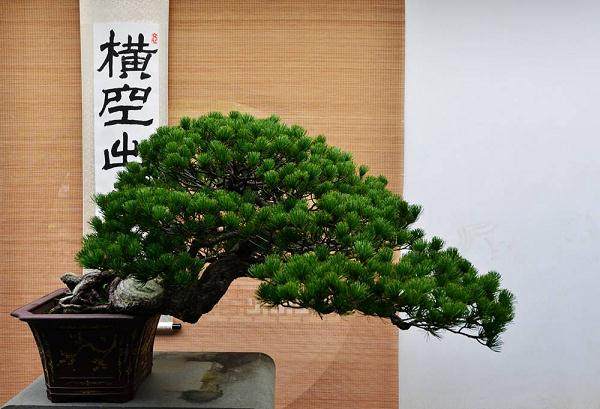 让浙派盆景艺术在新的时候走上一条壮阔的复兴之路