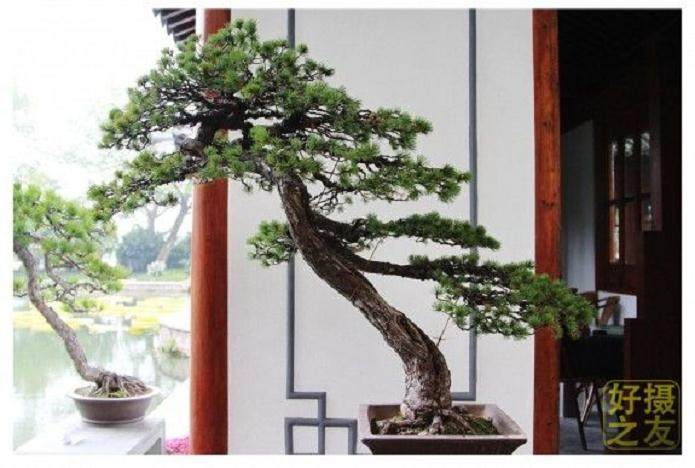 杭州花圃盆景园建于1958年 占地1000平方