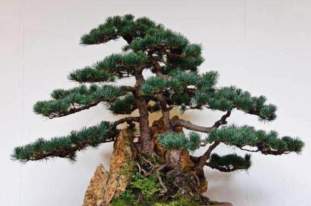 注重人浙派盆景才培养 才能推进事业发展