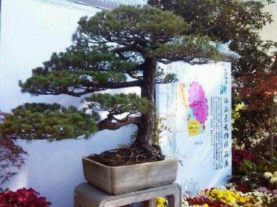 注重人浙派盆景才培养 才能推进事业发展