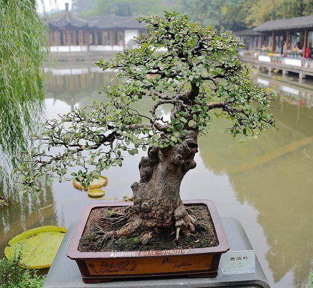 注重人浙派盆景才培养 才能推进事业发展