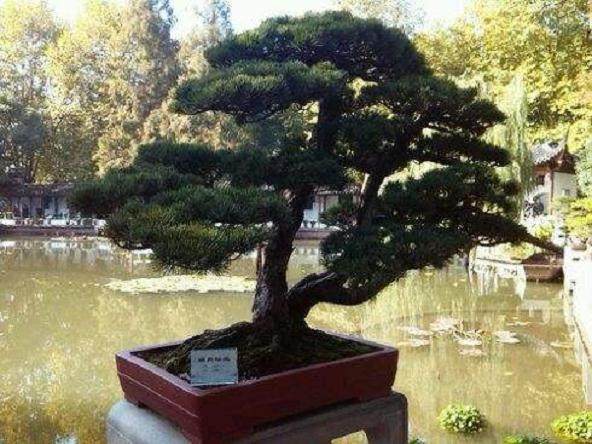 信阳野生盆景植物资源调查与分析