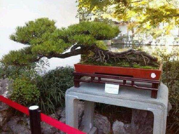 我有石斛盆景 想送给懂欣赏的你!