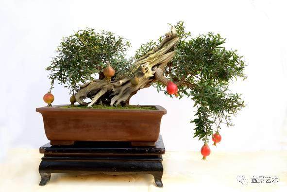 石榴盆景的4个修剪